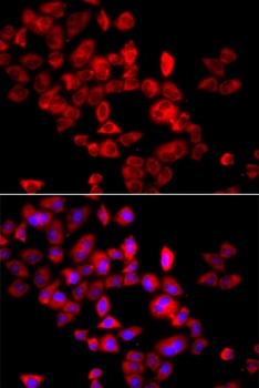 EIF4G1 Antibody