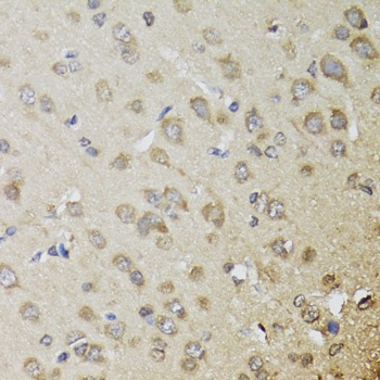 CHN1 Antibody