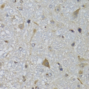 CHN1 Antibody