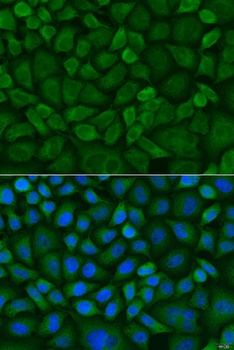 COX1 Antibody