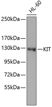 KIT Antibody