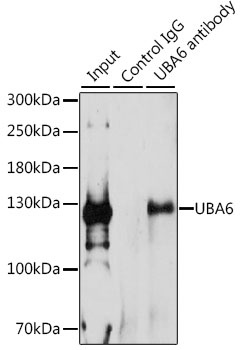 UBA6 Antibody