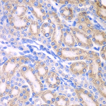 ALDH1A2 Antibody