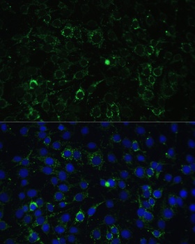 ALDH1A2 Antibody