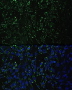 ALDH1A2 Antibody