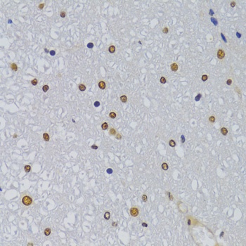 HNRNPA1 Antibody