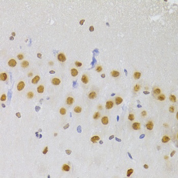 HNRNPA1 Antibody