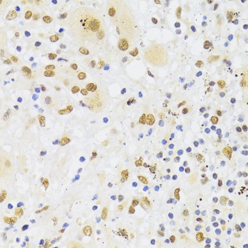 HNRNPA1 Antibody