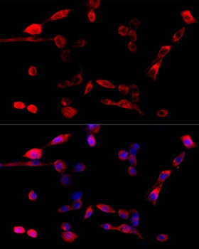 HNRNPA1 Antibody