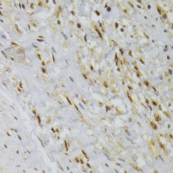 HNRNPA1 Antibody