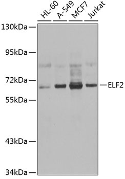 ELF2 Antibody