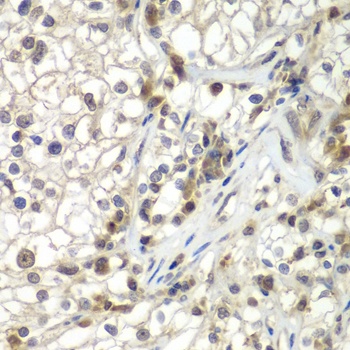 ASPSCR1 Antibody