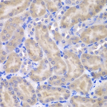 ASPSCR1 Antibody