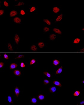 ASPSCR1 Antibody