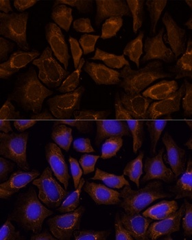 ASPSCR1 Antibody