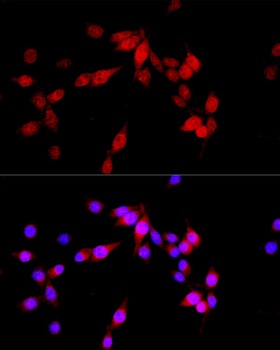 ASPSCR1 Antibody