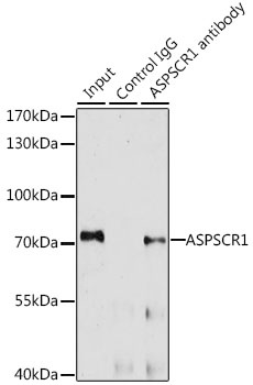 ASPSCR1 Antibody