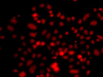 RRAGC Antibody
