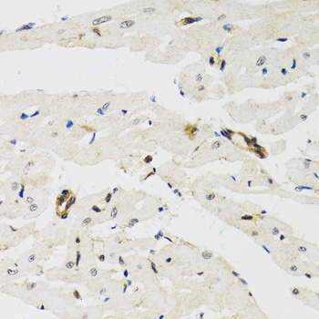 THAP1 Antibody