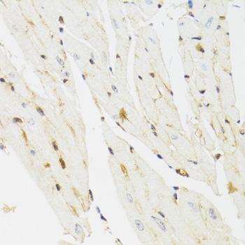 THAP1 Antibody