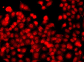 THAP1 Antibody