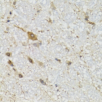 COQ3 Antibody