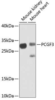 PCGF3 Antibody