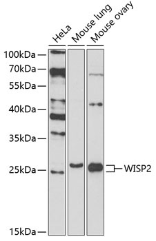 WISP2 Antibody