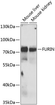 FURIN Antibody