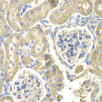 OAZ1 Antibody