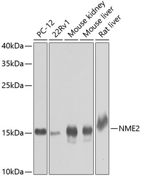 NME2 Antibody