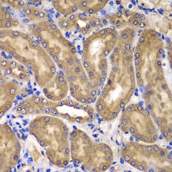 NME2 Antibody
