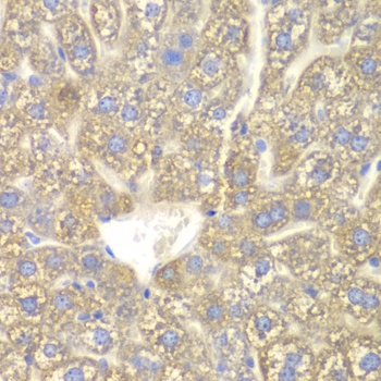 CYP2C18 Antibody