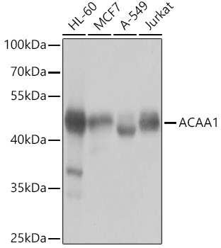 ACAA1 Antibody