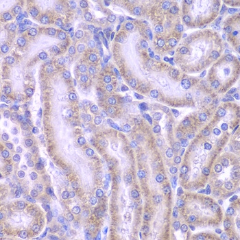 ACAA1 Antibody