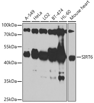 SIRT6 Antibody