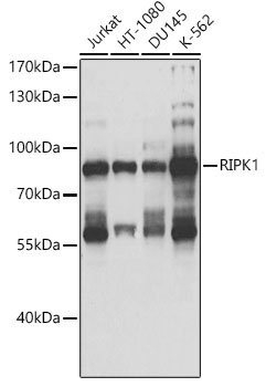 RIPK1 Antibody