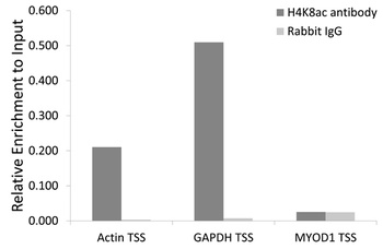 RIPK1 Antibody