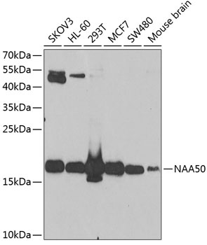 NAA50 Antibody
