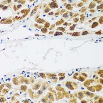 NAA60 Antibody