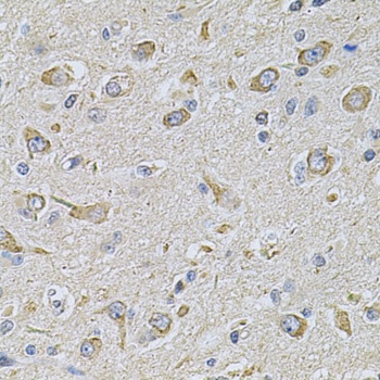 FASTKD1 Antibody