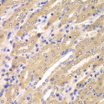 ERGIC2 Antibody