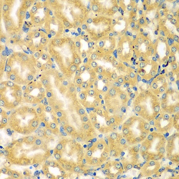 MOCS3 Antibody