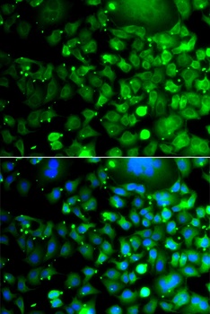 MOCS3 Antibody