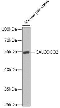 CALCOCO2 Antibody