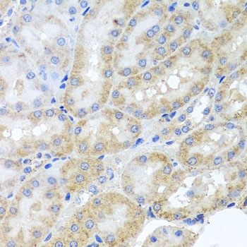 PEX3 Antibody