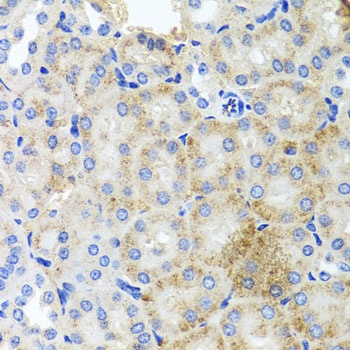PEX3 Antibody