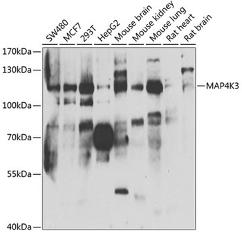 MAP4K3 Antibody