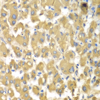 MAP4K3 Antibody