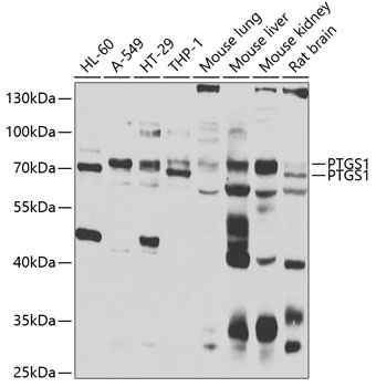 PTGS1 Antibody